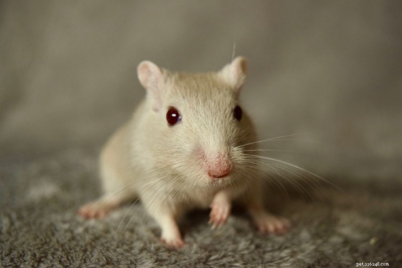 12 Gerbil Colors & Patterns Explained – A Complete Visual Guide