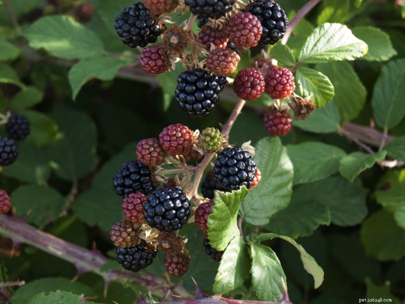 Are Blackberries Safe for Hamsters? Expert Tips & Feeding Guidelines