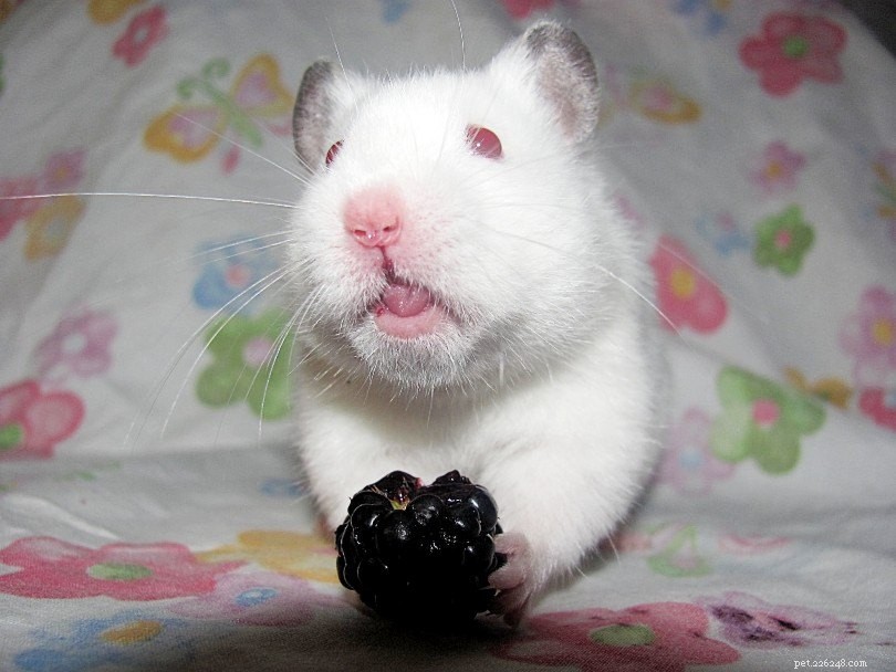 Are Blackberries Safe for Hamsters? Expert Tips & Feeding Guidelines