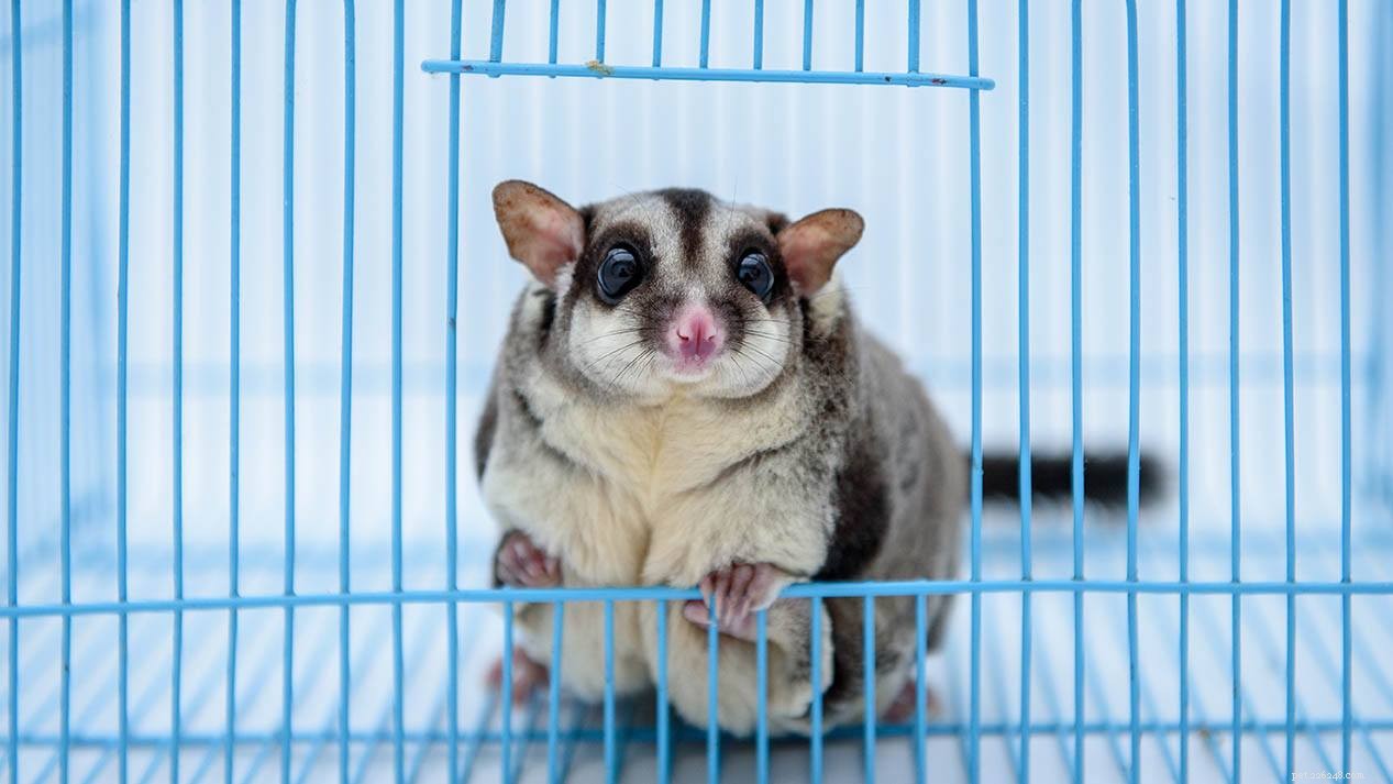 Sugar Glider Cost 2022: Complete Price Guide for Prospective Owners
