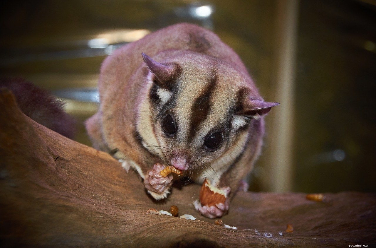 Sugar Glider Cost 2022: Complete Price Guide for Prospective Owners