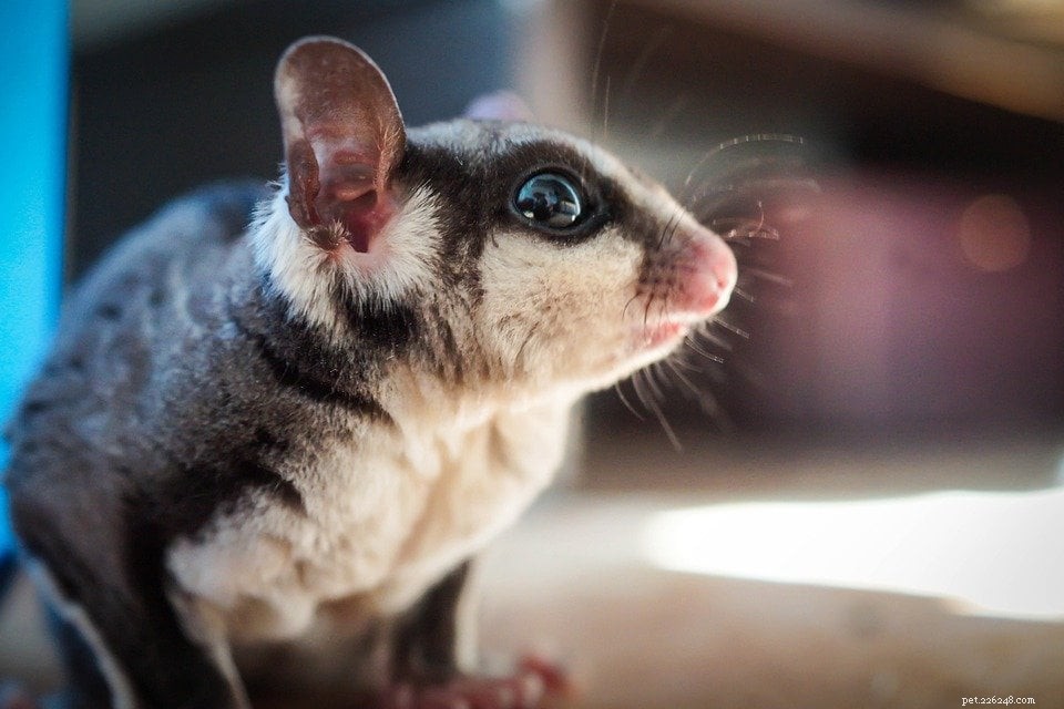 Sugar Glider Cost 2022: Complete Price Guide for Prospective Owners