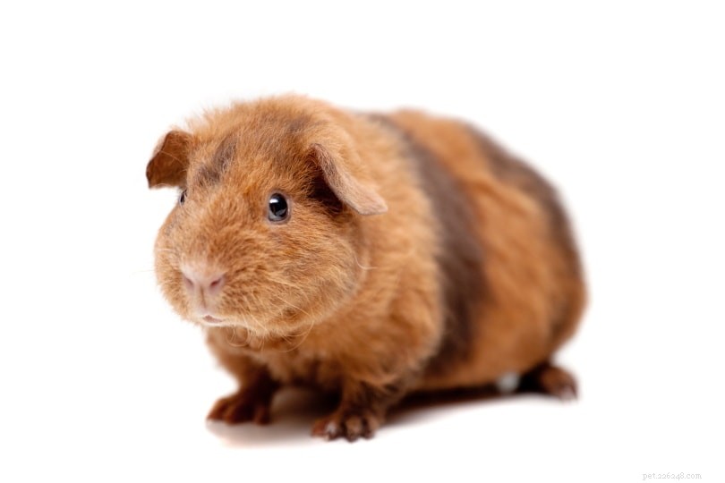 Teddy Guinea Pig Guide: Lifespan, Care, Behavior & Fun Facts