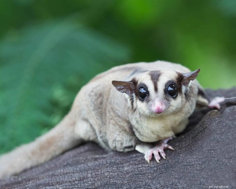 Sugar Glider Cost 2022: Complete Price Guide for Prospective Owners