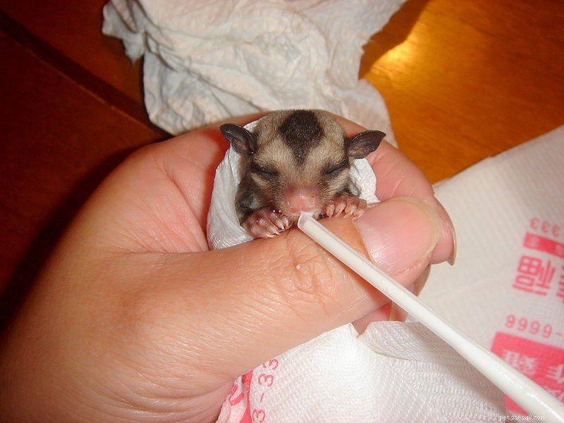Sugar Glider Cost 2022: Complete Price Guide for Prospective Owners