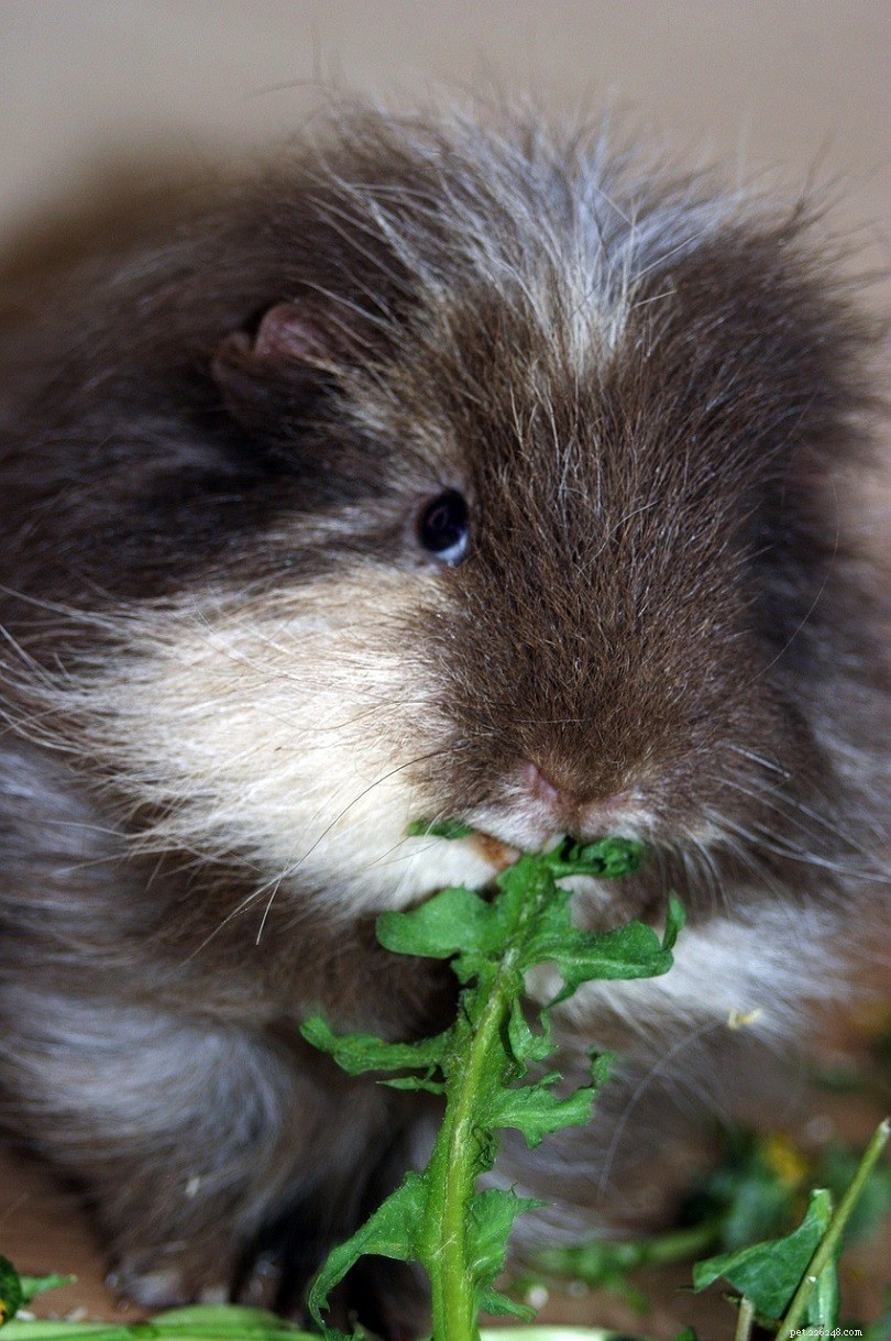 Teddy Guinea Pig Guide: Lifespan, Care, Behavior & Fun Facts