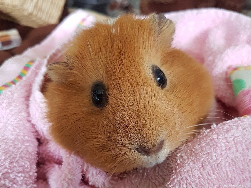 Teddy Guinea Pig Guide: Lifespan, Care, Behavior & Fun Facts