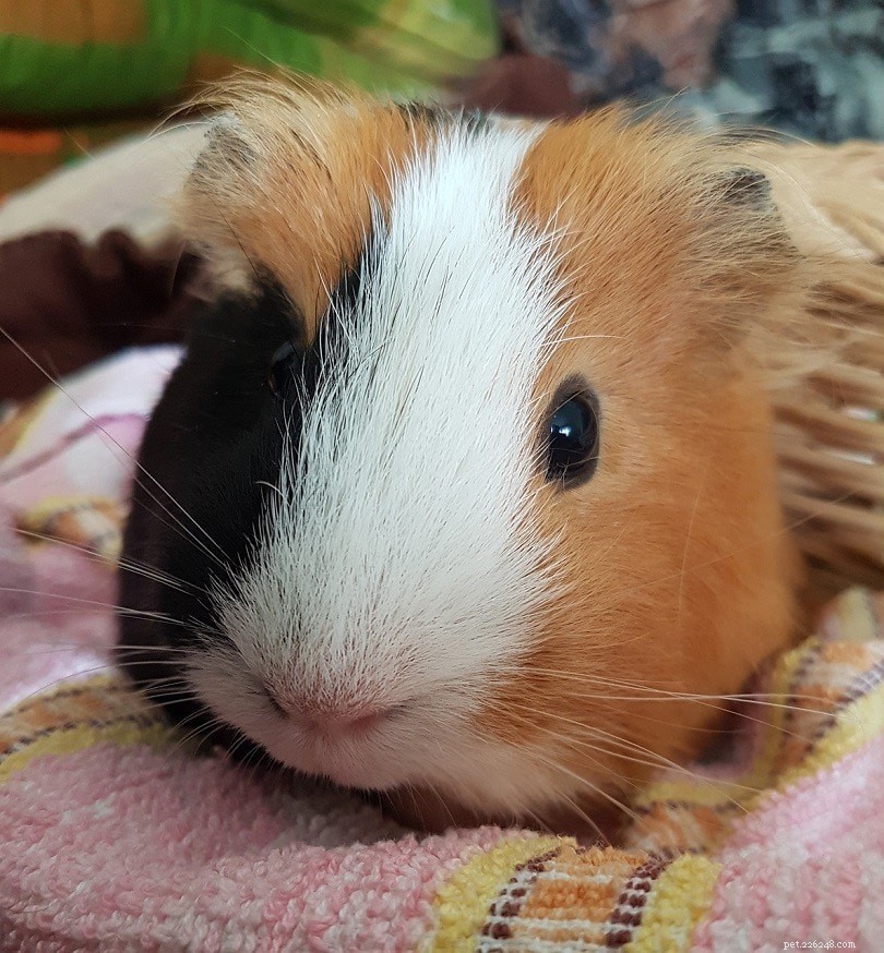 Teddy Guinea Pig Guide: Lifespan, Care, Behavior & Fun Facts