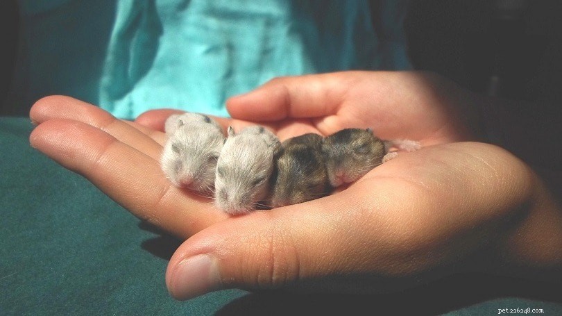 2022 Hamster Cost Guide: What You Need to Know