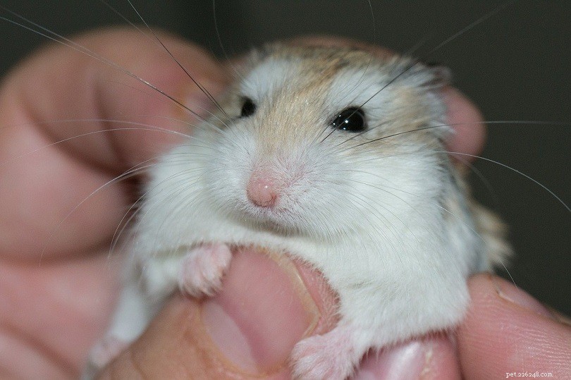 2022 Hamster Cost Guide: What You Need to Know