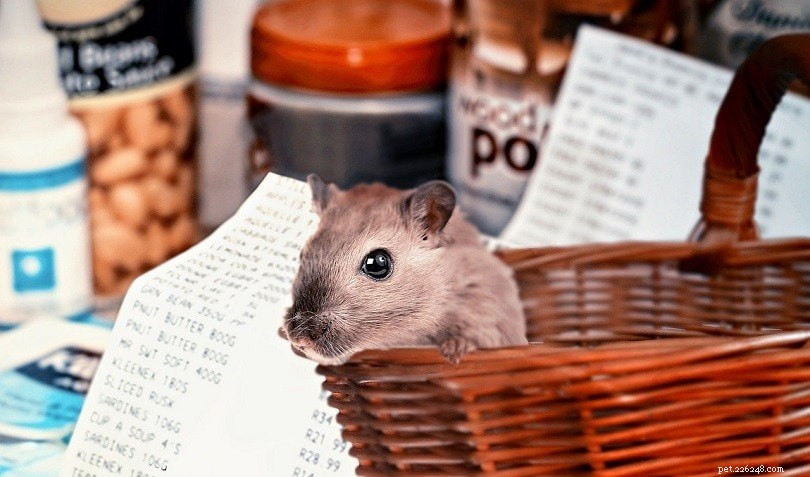 2022 Hamster Cost Guide: What You Need to Know