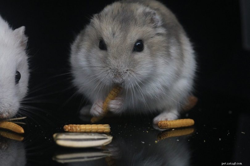 2022 Hamster Cost Guide: What You Need to Know