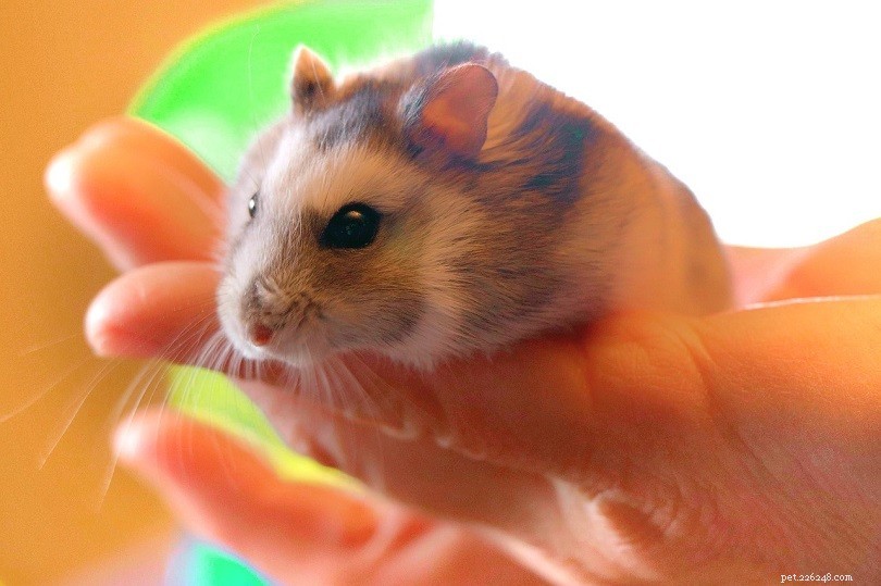 2022 Hamster Cost Guide: What You Need to Know