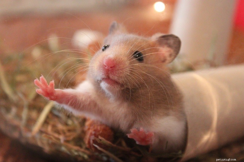 2022 Hamster Cost Guide: What You Need to Know