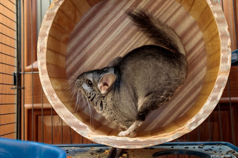 PetSmart Chinchilla Pricing Guide: What to Expect