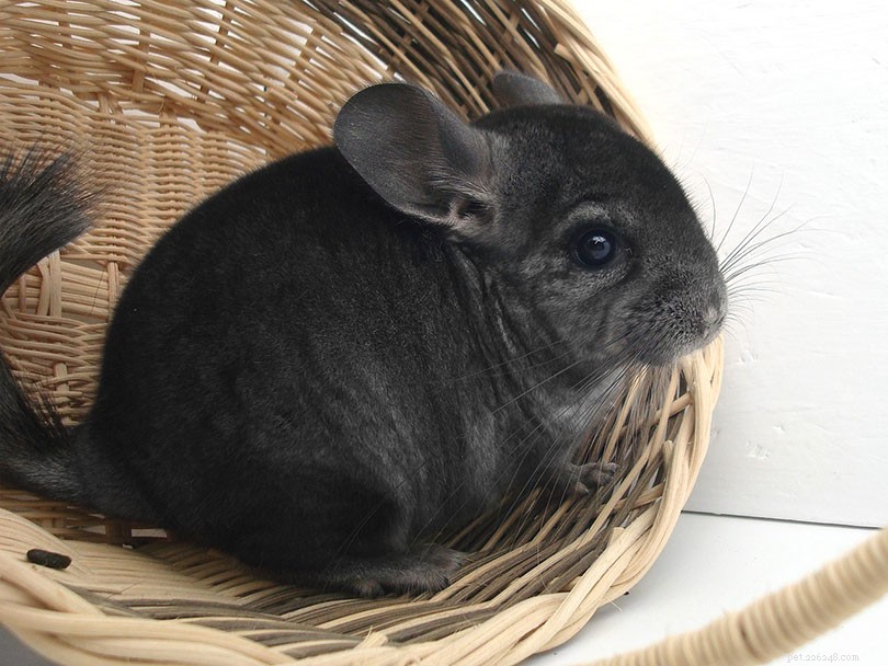 PetSmart Chinchilla Pricing Guide: What to Expect