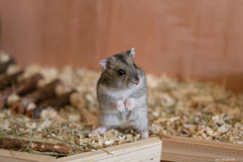 PetSmart Hamster Prices: What to Expect & Extra Fees