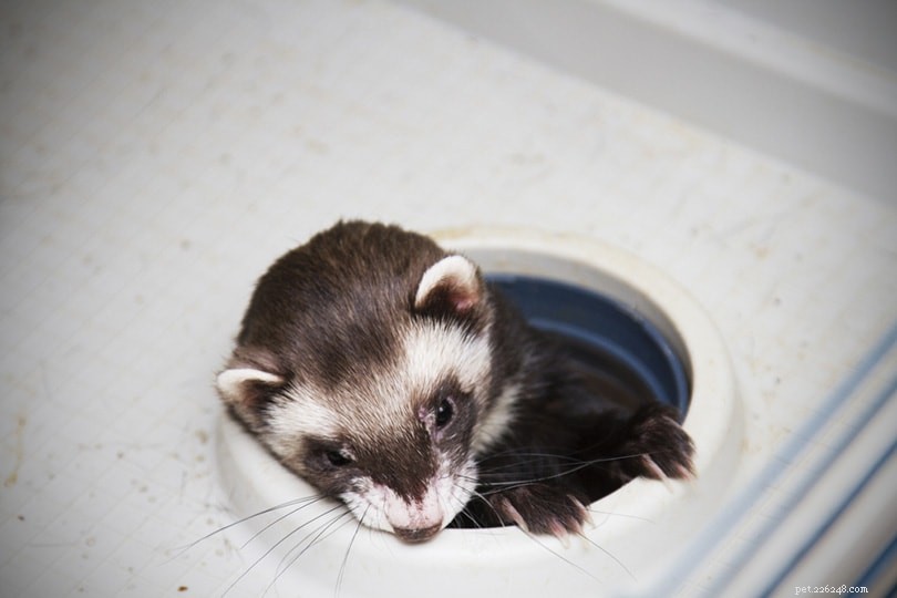 Build a Cozy Ferret Tunnel System: 5 DIY Projects