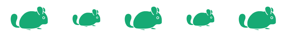 Where to Buy a Chinchilla: Trusted Breeders, Rescues, and Stores