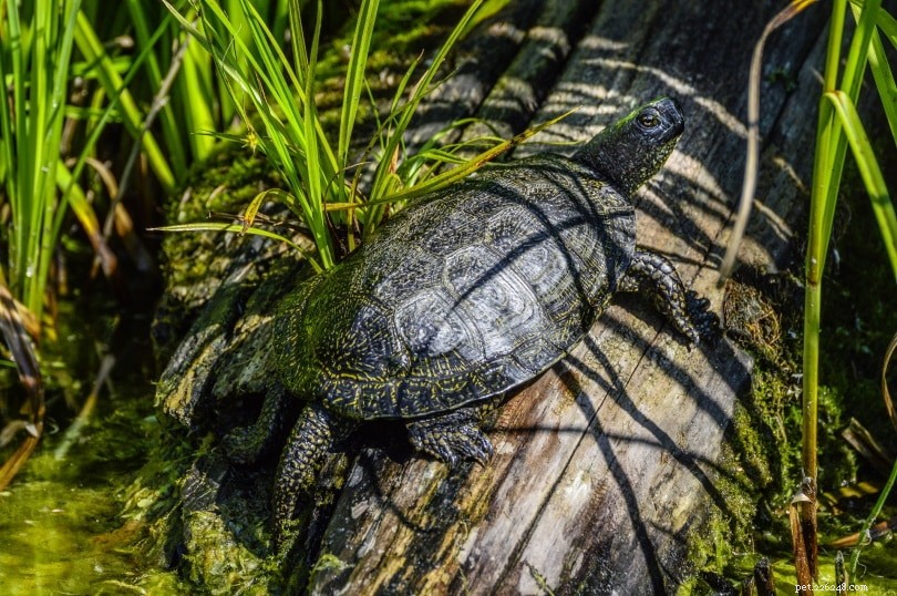 How to Choose a Trusted Turtle or Tortoise Breeder: Where to Buy and What to Know