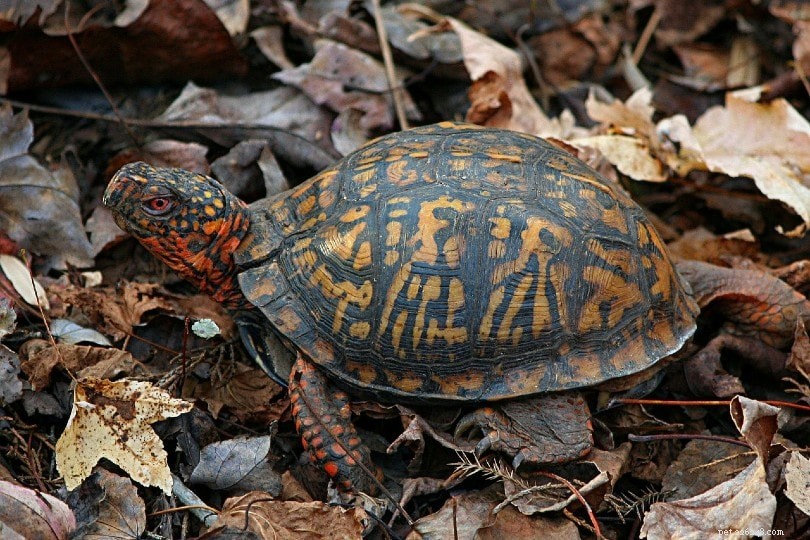 How to Choose a Trusted Turtle or Tortoise Breeder: Where to Buy and What to Know