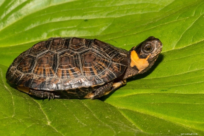 How to Choose a Trusted Turtle or Tortoise Breeder: Where to Buy and What to Know