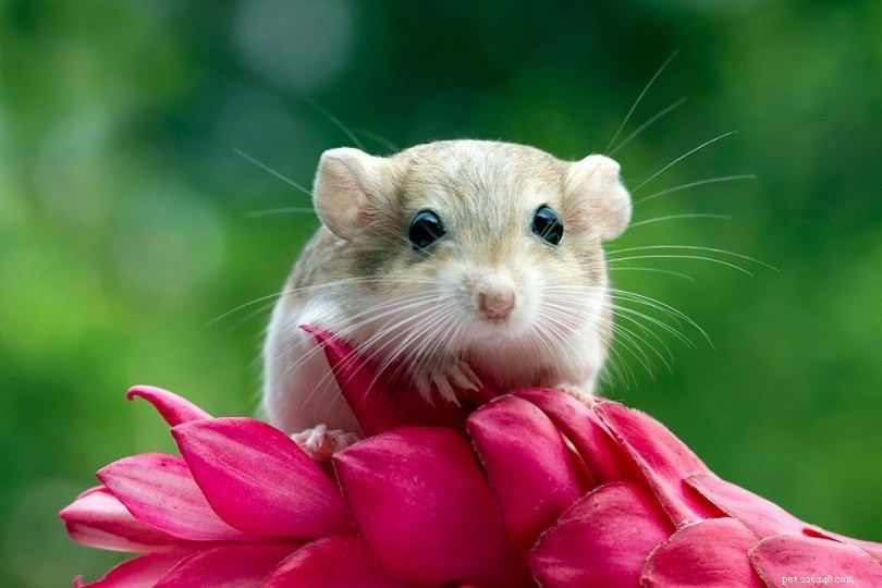 How to Find the Best Place to Buy a Pet Mouse – A Comprehensive Guide