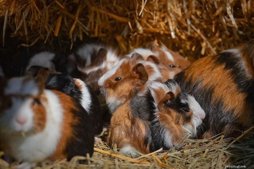 Where to Buy a Guinea Pig: Trusted Sources & Top Purchase Locations