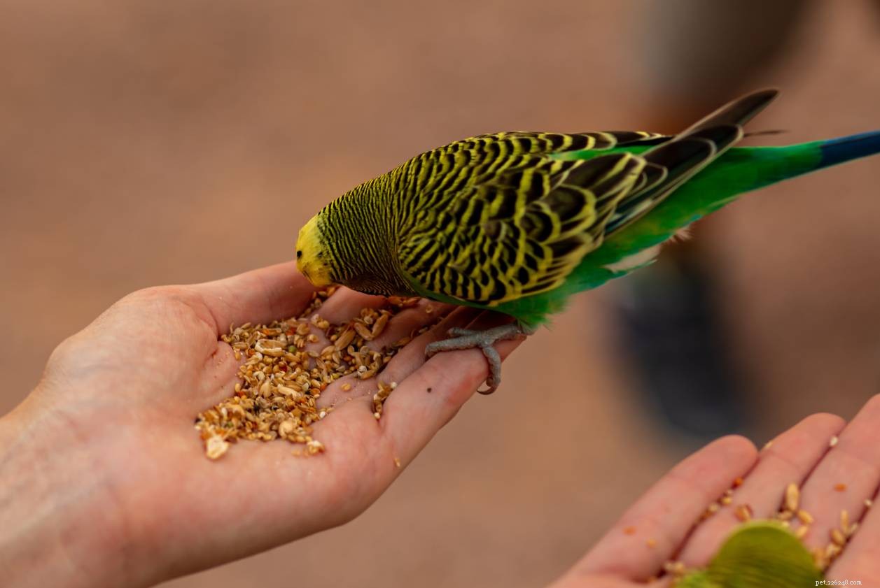 Is Popcorn Safe for Budgies? Key Facts Every Owner Should Know