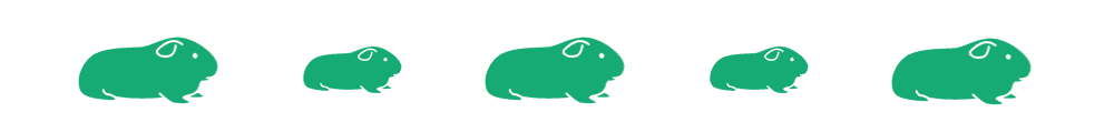 Where to Buy a Guinea Pig: Trusted Sources & Top Purchase Locations