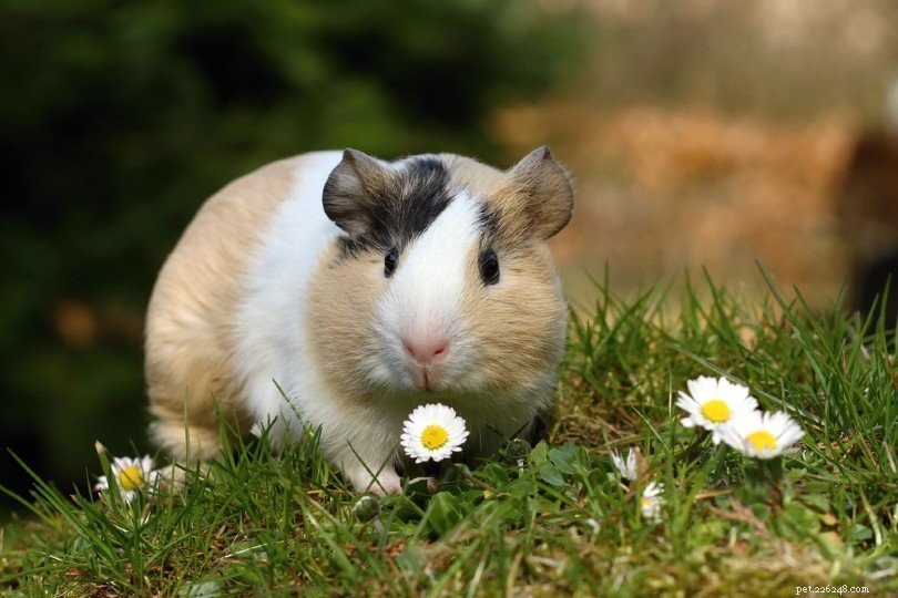 Where to Buy a Guinea Pig: Trusted Sources & Top Purchase Locations