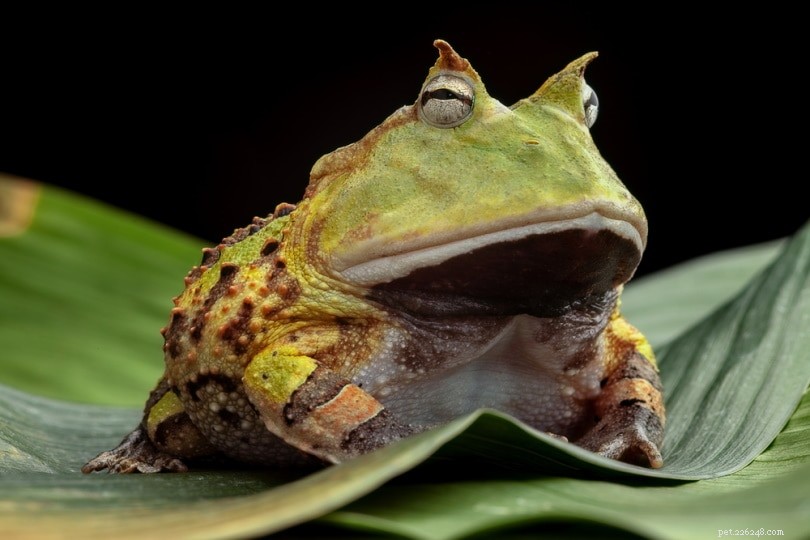 Pacman Frog Care Guide: Low-Maintenance, Unique Amphibian Pet