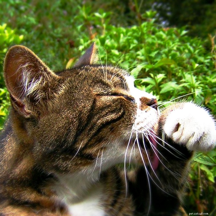 Celebrate National Cat Day: 5 Ways to Show Your Feline Appreciation