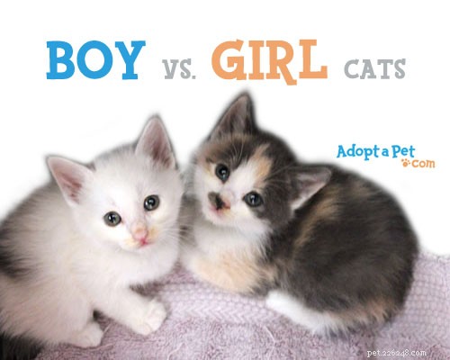 Choosing Between Male and Female Cats: Key Differences
