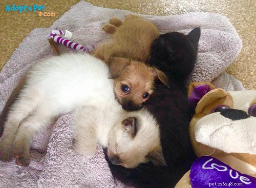 6 Proven Ways to Help a Cat Overcome Dog Anxiety