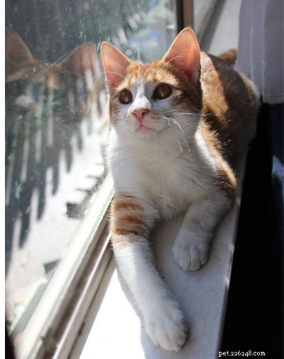 How to Transition Your Outdoor Cat Indoors Safely and Smoothly