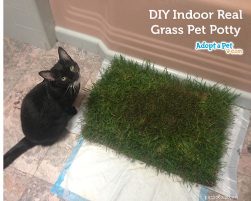 Build a Natural Indoor Grass Potty for Dogs & Cats