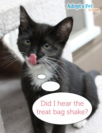 Teach Your Cat to Come When Called: Essential Training for Safety and Bonding