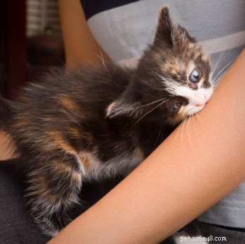 Stop Your Kitten’s Biting and Rough Play: A Proven Guide