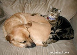 Safe & Smooth: 6 Proven Steps to Introduce a New Cat to Your Dog