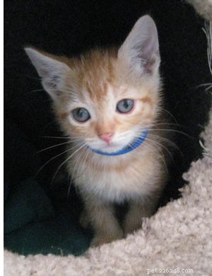 Why Cats Prefer Cozy Hideouts: Comfort, Safety, and Play