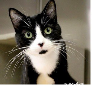 Understanding Whisker Stress in Cats: Causes, Symptoms, and Solutions