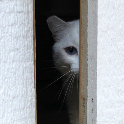 Safeguarding Your Door‑Dash Cat: Expert Tips to Keep Them Safe