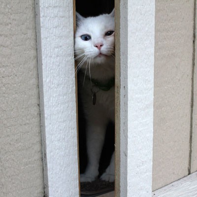 Safeguarding Your Door‑Dash Cat: Expert Tips to Keep Them Safe