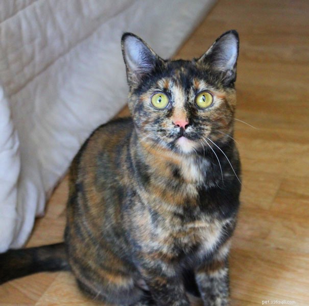 Is a Cat s Coat Color a Reliable Indicator of Its Personality?