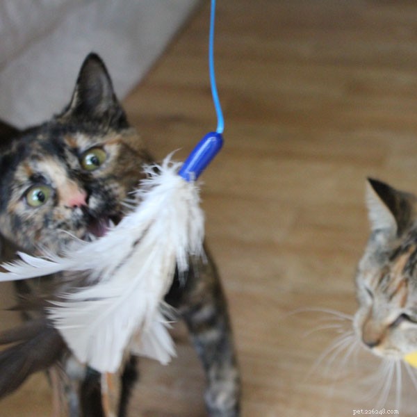 Is a Cat s Coat Color a Reliable Indicator of Its Personality?
