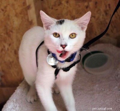 Why Leash‑Training Your Cat for Outdoor Walks Is a Risky Choice