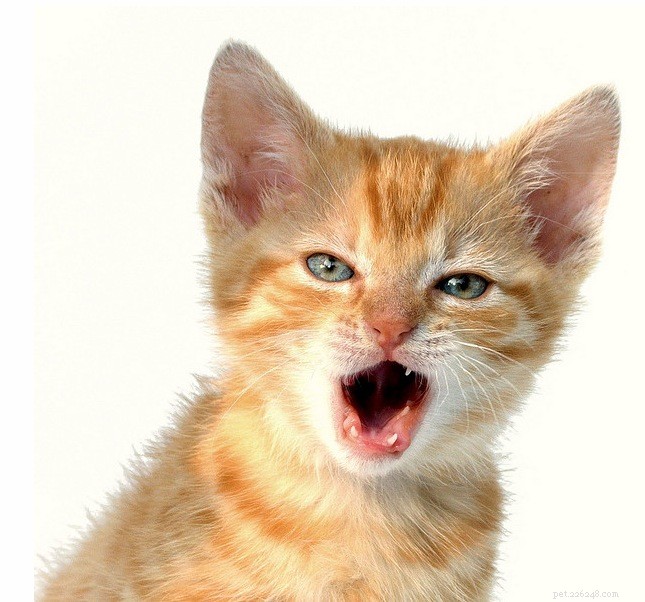 Spotting a Cat s Signs of Distress: How to Know When They re Upset