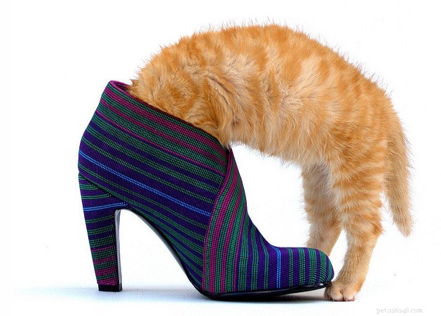 New Cat Hiding? Here’s How to Ease Their Transition
