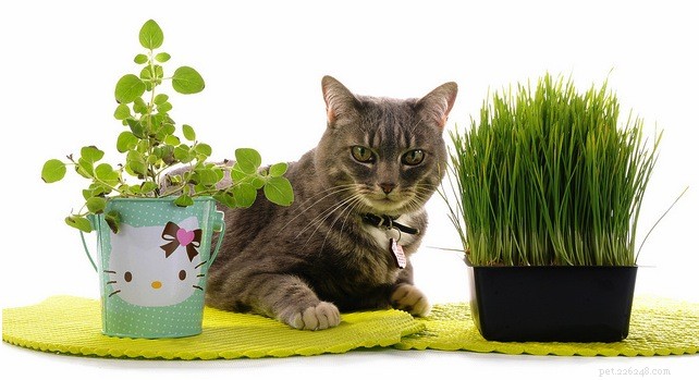 4 Proven Strategies to Stop Your Pet’s Destructive Chewing